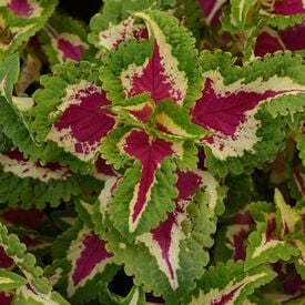 Rose Wizard, Coleus Seeds
